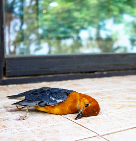 Dead Animal Removal Gordon