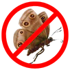 Moth Control Gordon